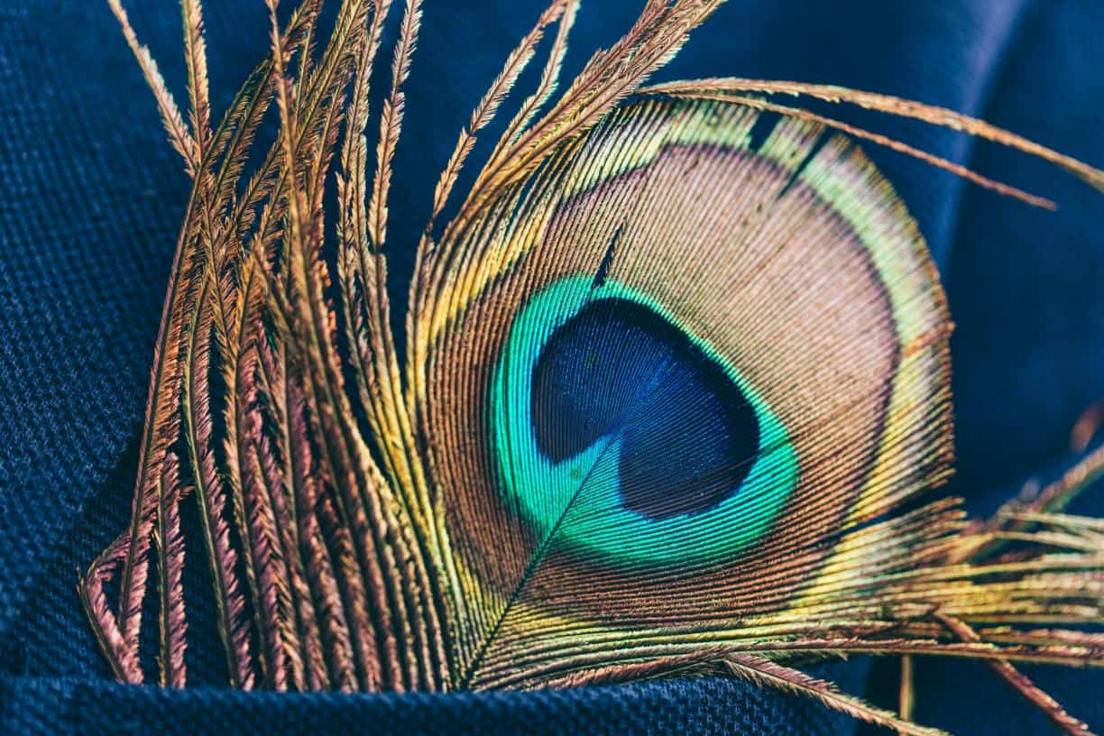 1. Elegant peacock wedding theme - accessory groom