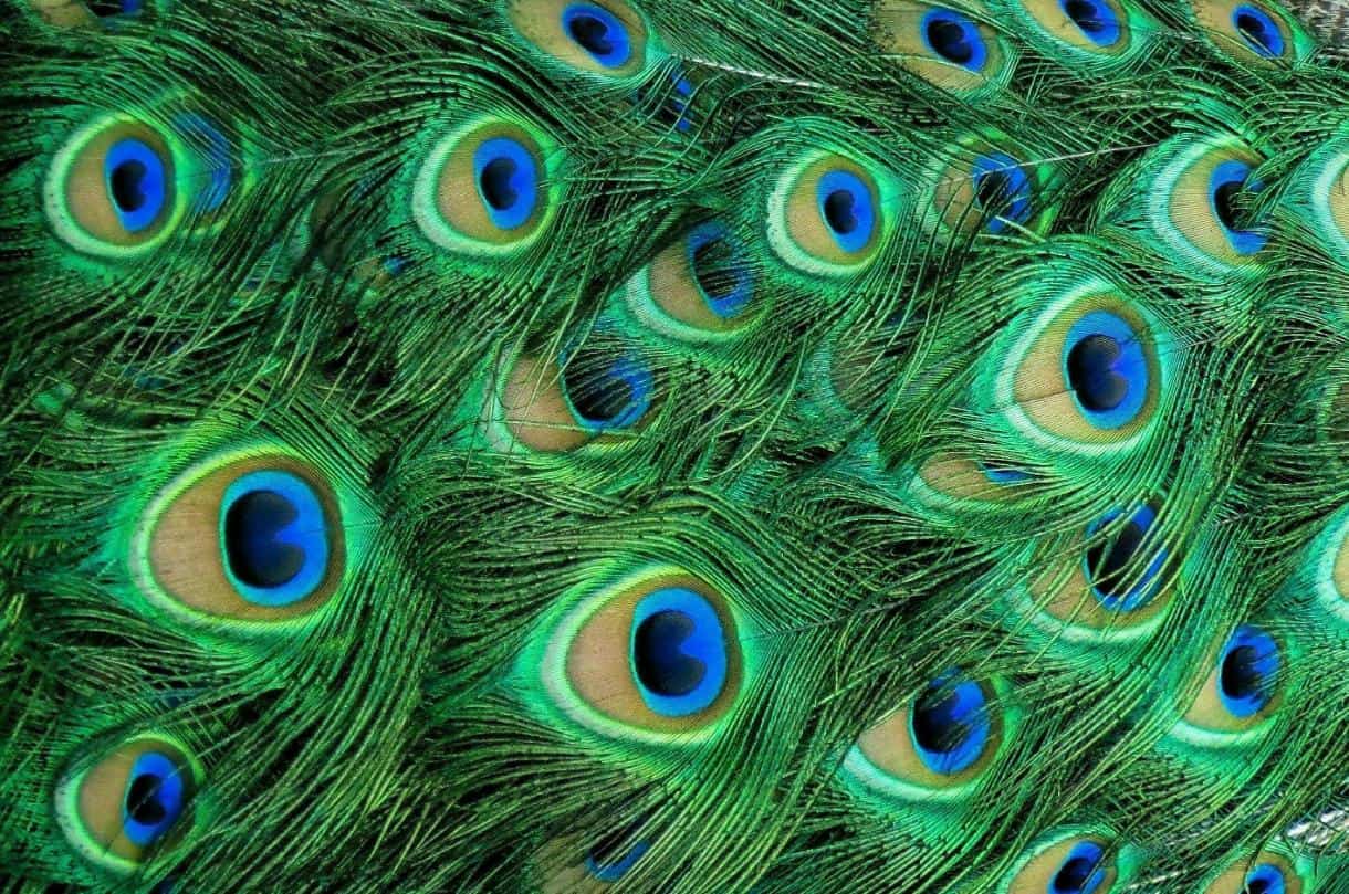 2. Peacock wedding theme colors - peacock feathers with blue and green