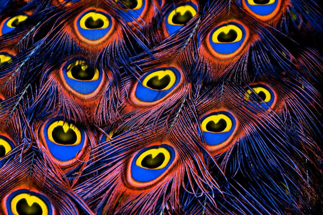 2. Peacock wedding theme colors - peacock feathers with purple, pink, blue and yellow